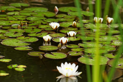 nenúfar, un tipo de planta acuática para estanque en jardín
